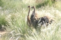 IMG_1267_web Juvenile ostriches