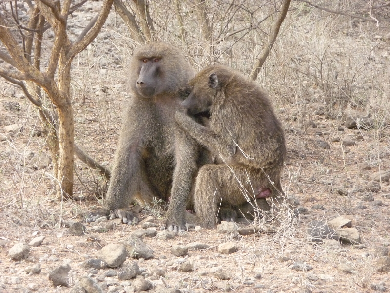 p1040710.jpg - Baboon grooming