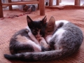 dsc01747_web Let sleeping kittens lie, Ouzoud