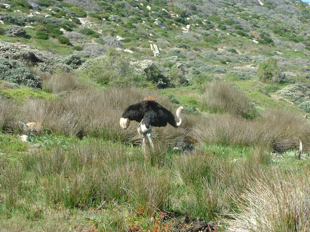 sa_09_20040043.jpg - Male Ostrich