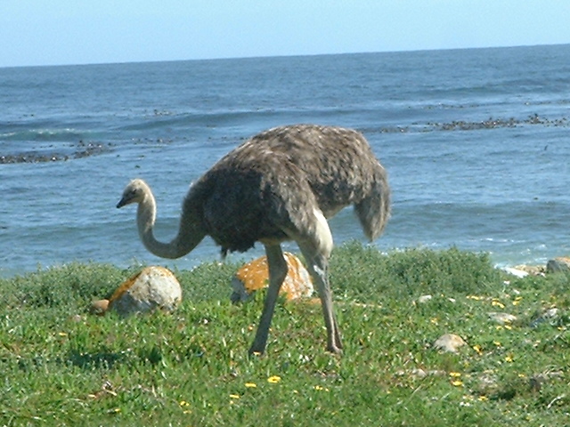 sa_09_20040046.jpg - Female ostrich