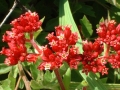 connemara29 Red Flowers