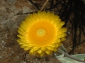 connemara30 Luffly yellow flower
