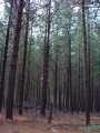 connemara37 Pine forest