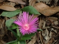 connemara40 Purple flower in the forest