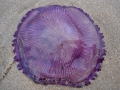dsc01095_web Purple jellyfish