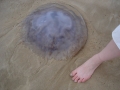 dsc01096_web Big bad.. jellyfish