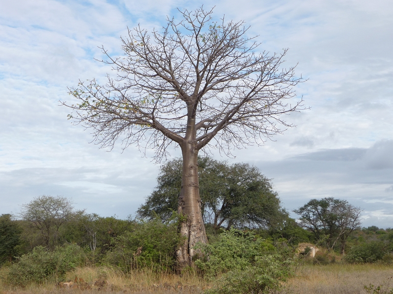 p1030630.jpg - Baobab near the abandoned Argyle farm building