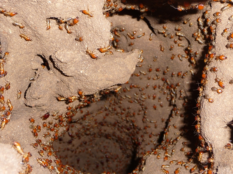 p1030643.jpg - Inside a termite mound