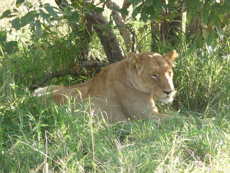p1030744.jpg - Female lion