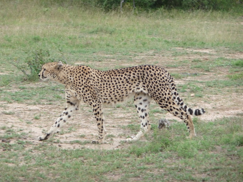 p1030831.jpg - Cheetah