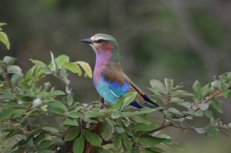 img_1313_web.jpg - Lilac-breasted roller
