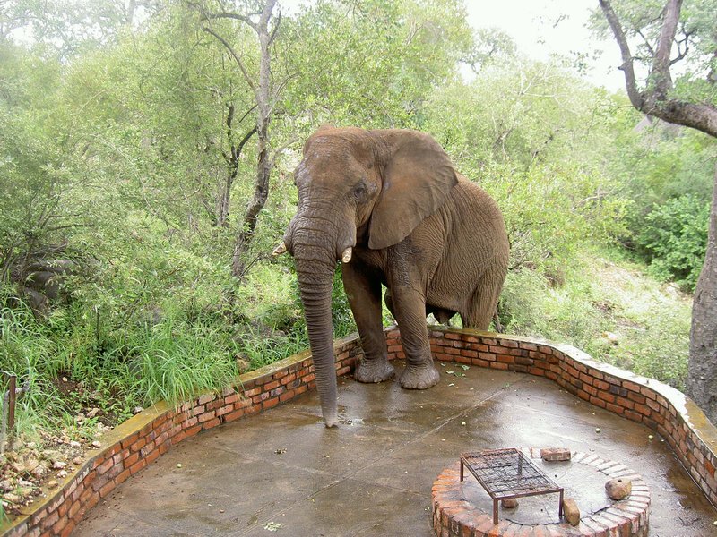 ingwelala07.jpg - Elephant decides to come visit