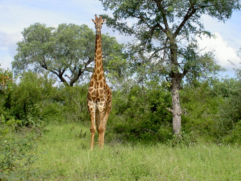 ingwelala15.jpg - Giraffe posing