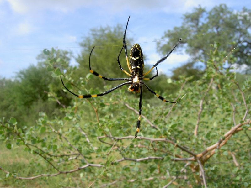 ingwelala19.jpg - Golden orb spider