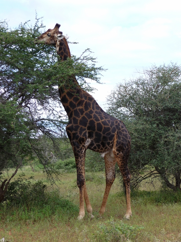 p1000143.jpg - The darkest Giraffe I've ever seen