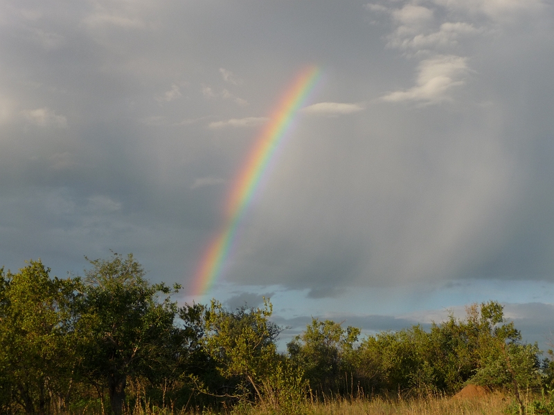 p1000216.jpg - African Rainbow