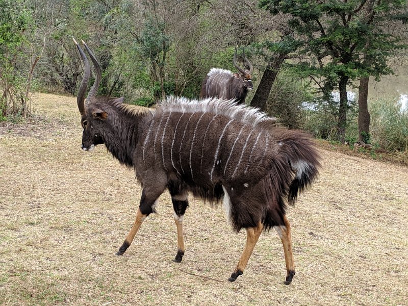 IMG_20190813_120815.jpg - Beautiful Nyala bulls