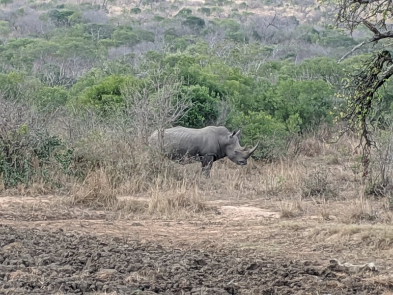 IMG_20190814_102205.jpg - Impressive horn on that rhino (and let's keep it there)