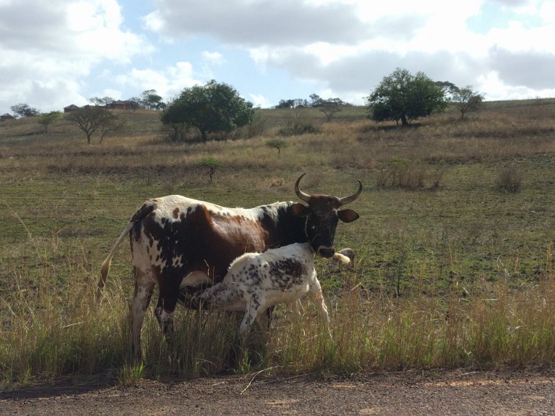 IMG_20190815_102557.jpg - Beautiful dappled Nguni cattle