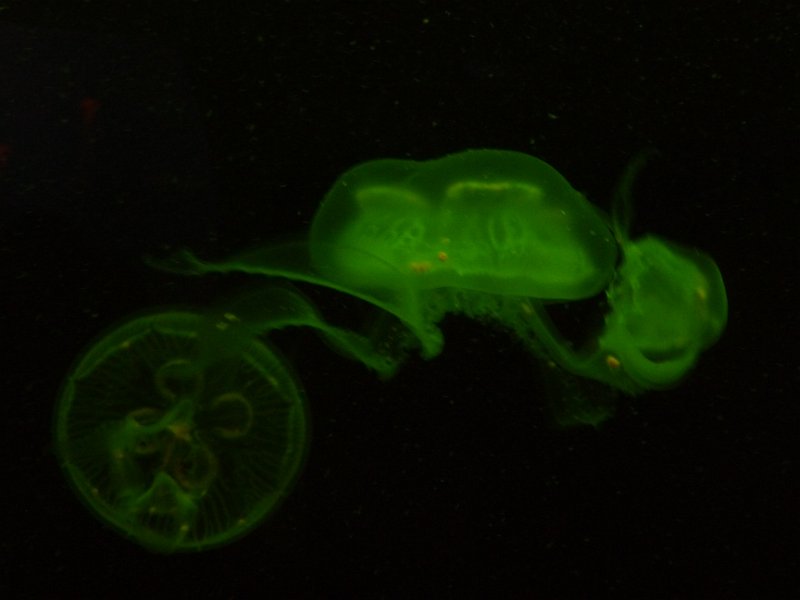 P1060505.JPG - Green jellyfish