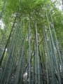 dsc00484 Bamboo forest, Shikanoshima