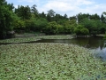 dsc00195 Ryoan-ji grounds