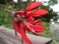 dsc00353 Red pepper flower