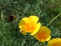 vienna0061 Bumble bee