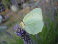 dsc01532_web Butterfly on lavender