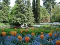 dsc01370_web Palmgarten tulips