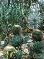 dsc01387_web Cacti at the Palmgarten