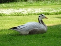 dsc01393 Gandering at a goose
