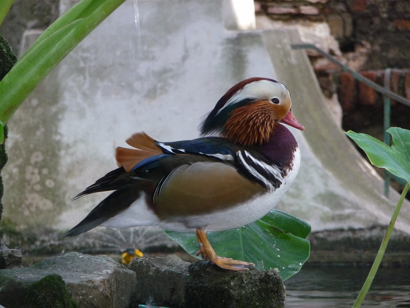 p1030346.jpg - Mandarin duck