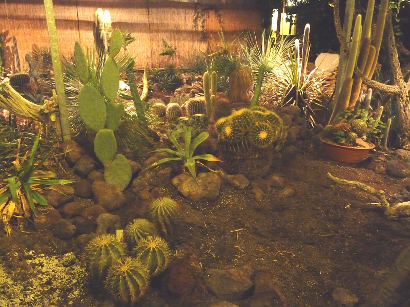 p1040331.jpg - Indoor cacti garden