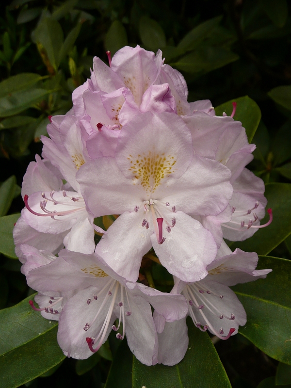 p1000578.jpg - Rhododendron closeup