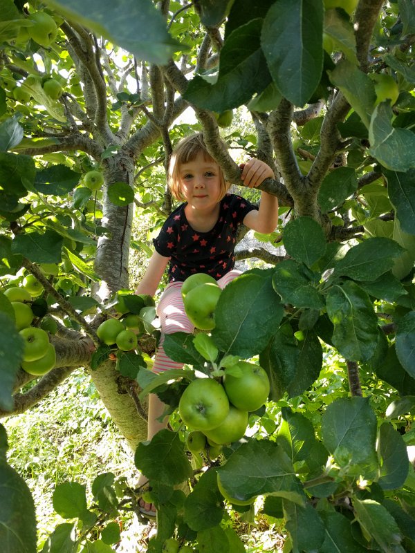 IMG_20190728_175442.jpg - Climbing apple trees