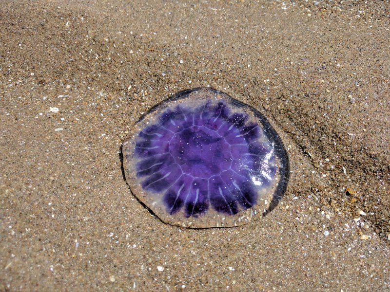 IMG_20170716_132051.jpg - Jellyfish jewel