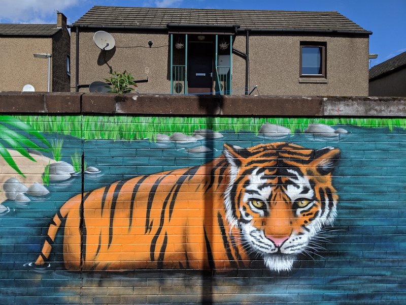 IMG_20190426_130026.jpg - A tiger roaming around Scottish housing estates