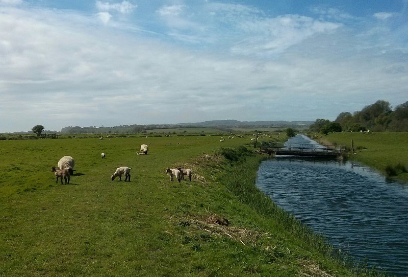 IMG_20150504_110936~2.jpg - Lambs grazing