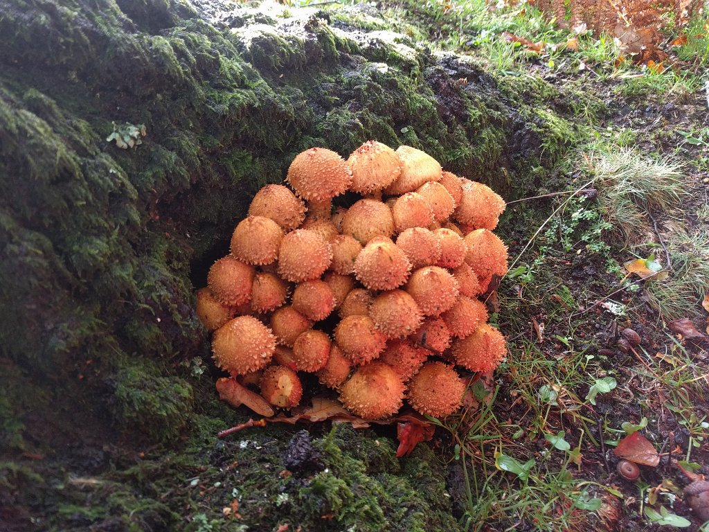 IMG_20201025_115720.jpg - Orange mushrooms