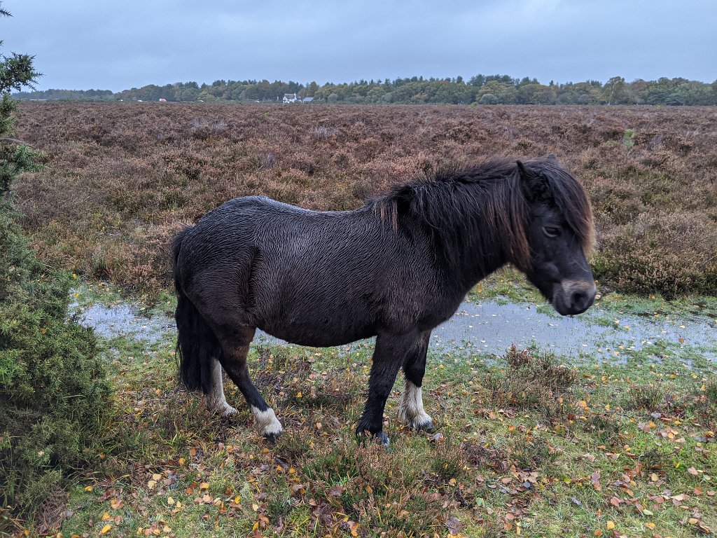 PXL_20201029_160637394.jpg - A wet New Forest pony