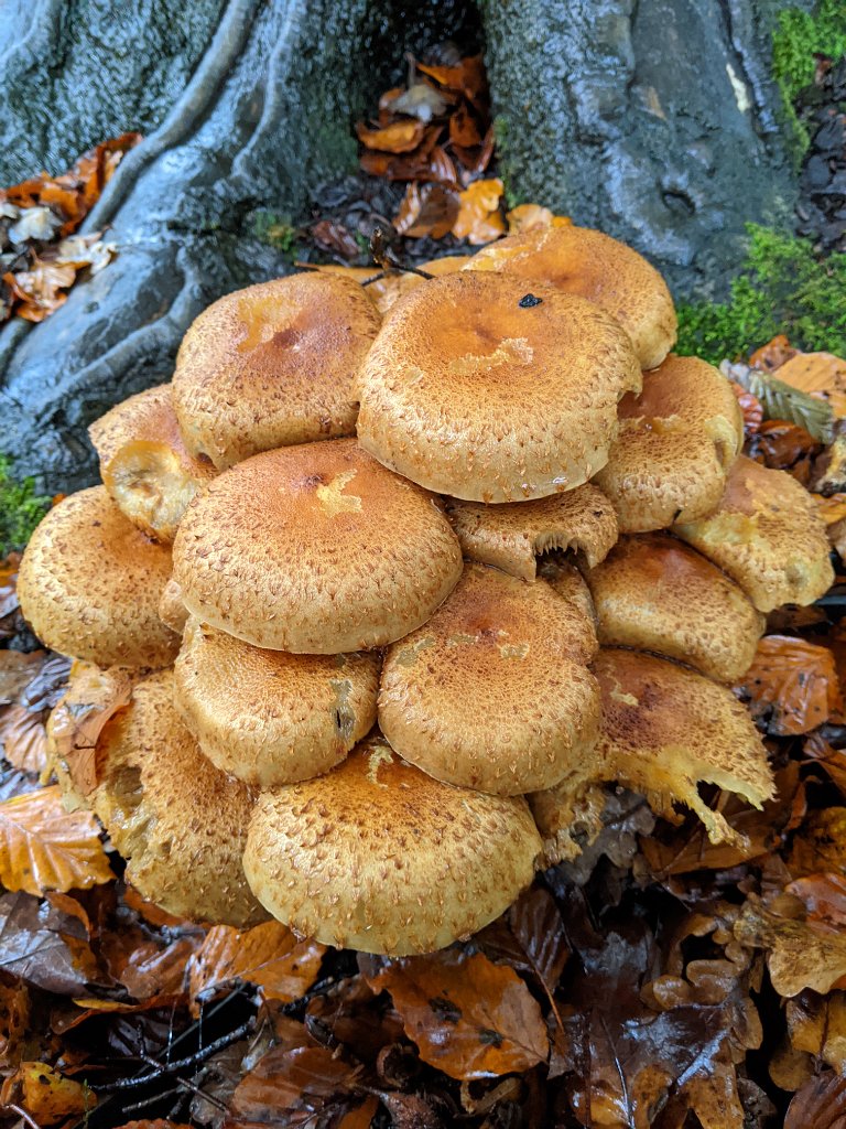 PXL_20201030_153535916.jpg - More mushrooms