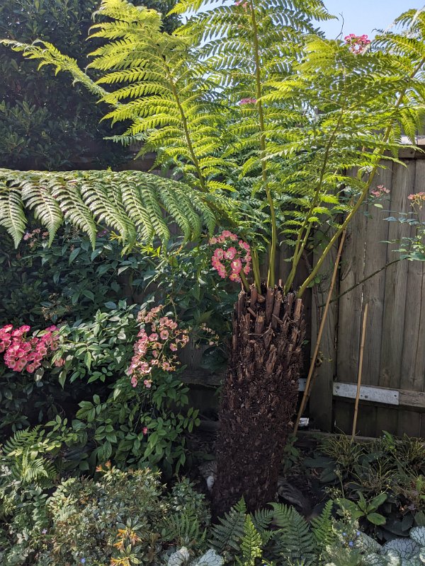 PXL_20240729_123132919.jpg - My new darling, a tree fern