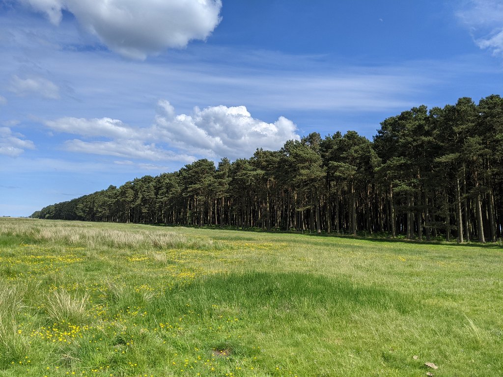 PXL_20210617_142923814.jpg - Tentsmuir forest