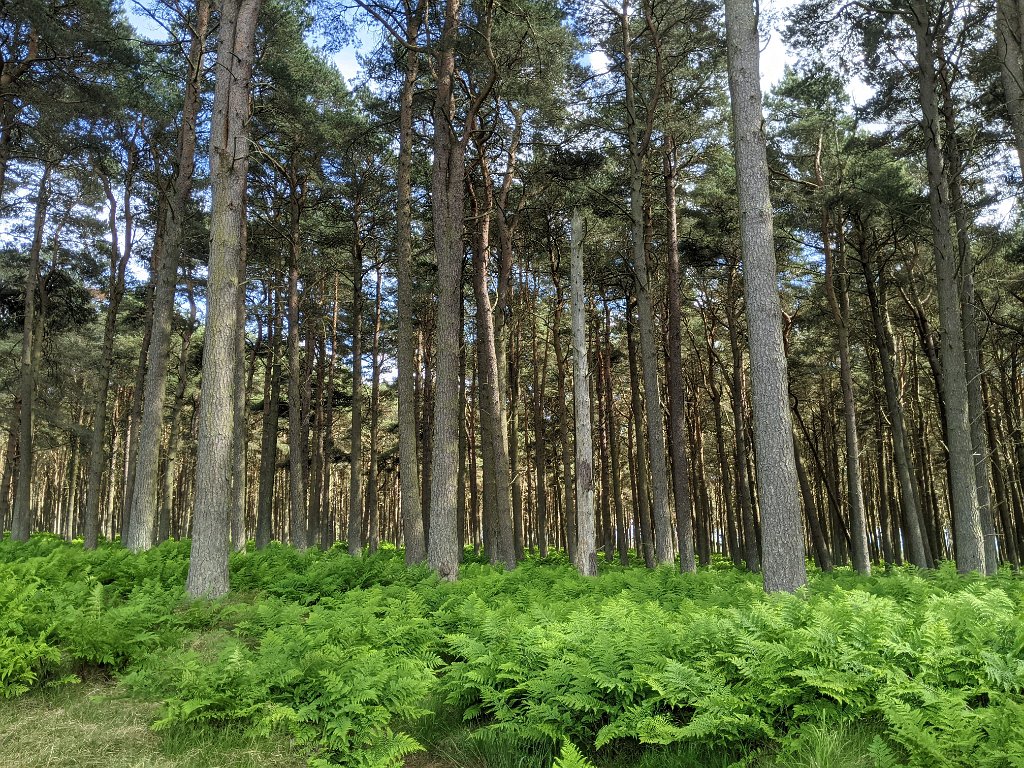 PXL_20210617_143231804.jpg - Tentsmuir forest