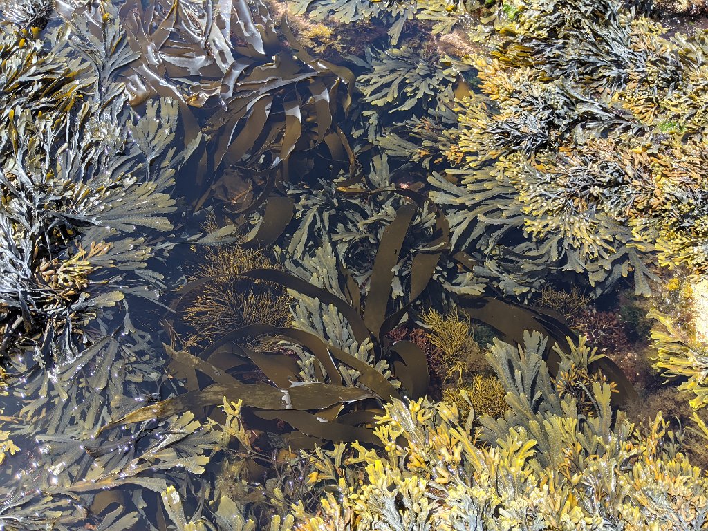 PXL_20210618_122645257.jpg - Kelp and other sea plants, Kingsbarns Beach