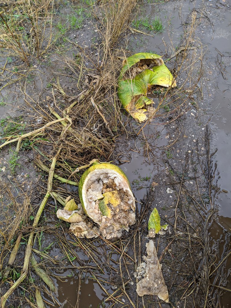 PXL_20201028_105901619.jpg - Rotten pumpkins