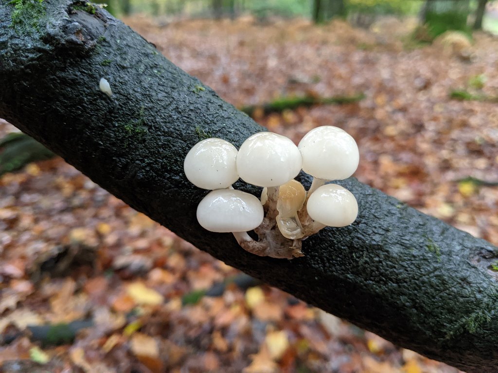 PXL_20201029_142524719.jpg - White shrooms