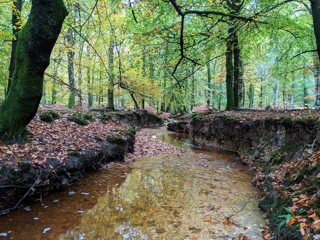 PXL_20201029_152425316.jpg - Autumn stream in the New Forest National Park